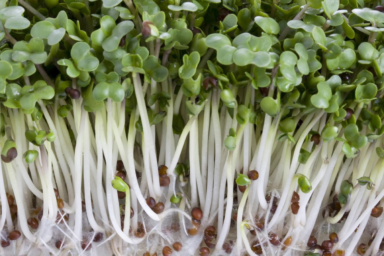 broccoli sprouts being grown to treat autism