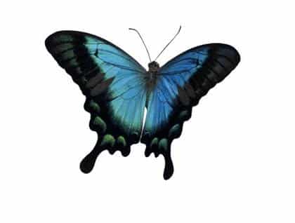 morpho butterfly